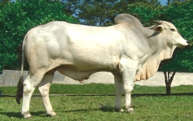 sapi ongole