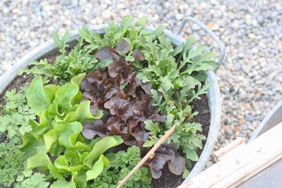 gartenapril2017 015