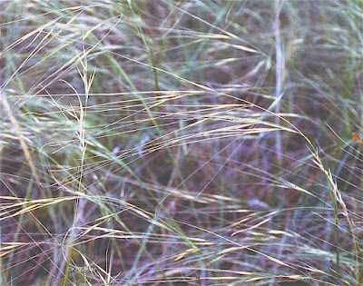 needle-and-thread grass