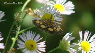 Pyrausta (Pyrausta) falcatalis DSC165027