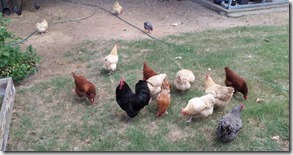 2013 7.6 Flock and littles