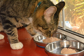 Tiki Cat Chicken and Salmon Velvet cat food