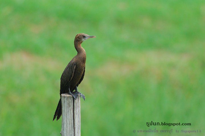 รูปนกกาน้ำเล็ก  Little Cormorant