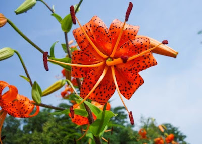 Лилия ланцетолистная / Лилия тигровая (Lilium lancifolium, =Lilium tigrinum)