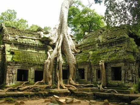 Pohon dari Ta Phrom