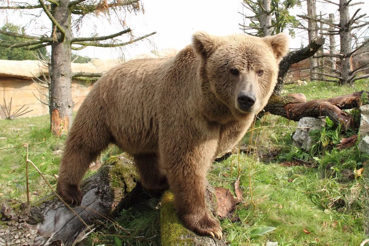 rare Himalayan Brown Bear