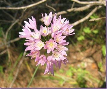 Ajo rosado   (Allium roseum) (Alliaceae)