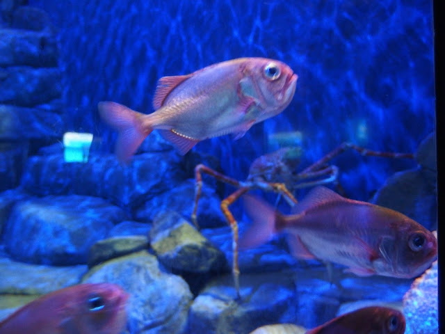 SEA Aquarium Singapore Giant Crab Exhibition Photobombed