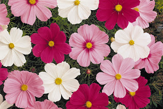 Flores que crecen rápido en nuestro jardín