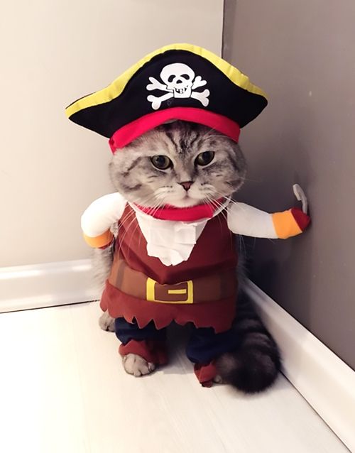 Cute Pirate Cat Wallpaper