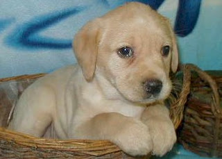 Labrador Retriever Puppy