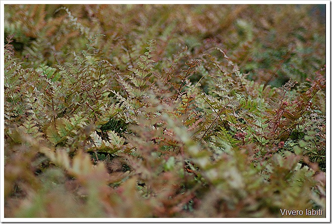 DSC_04620015