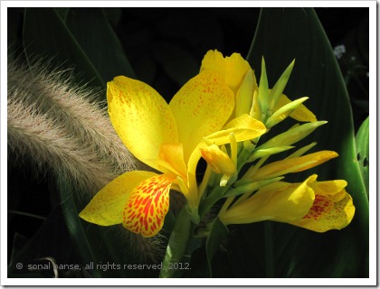 Cannalily