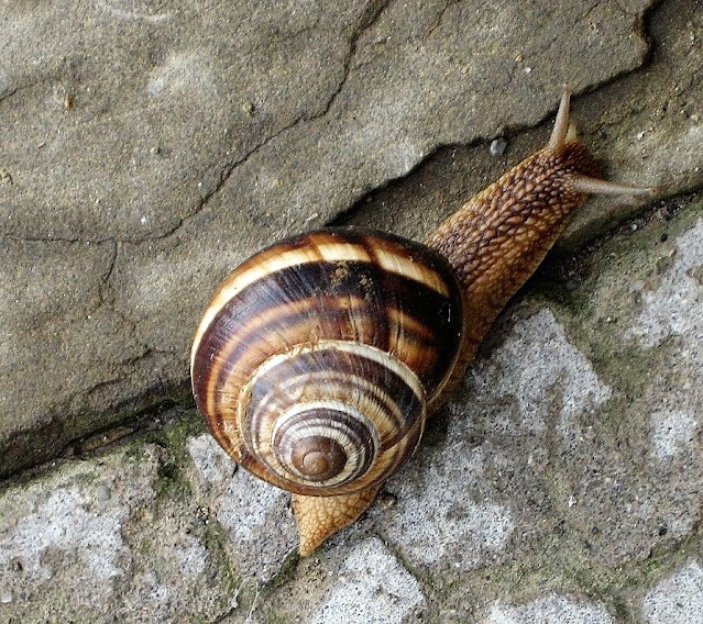 Snail in Gori, Caucasus Georgia. August 2011. Credit: Mzuriana.