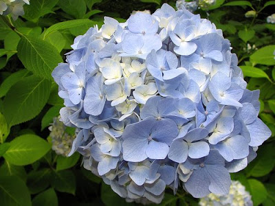 beautiful Hydrangea