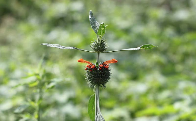 Lions Ear Flowers Pictures