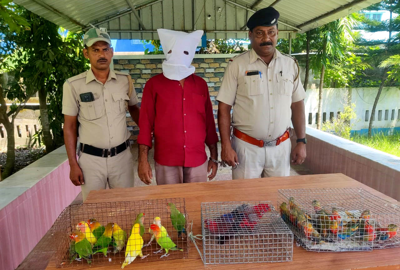 Many-foreign-birds-are-rescued