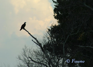 Osprey Currituck Sound