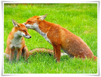 Fox Animal Pictures