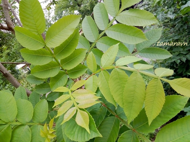 Сумах китайский (Rhus chinensis)