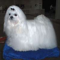 Maltese-dog-beautiful-picture