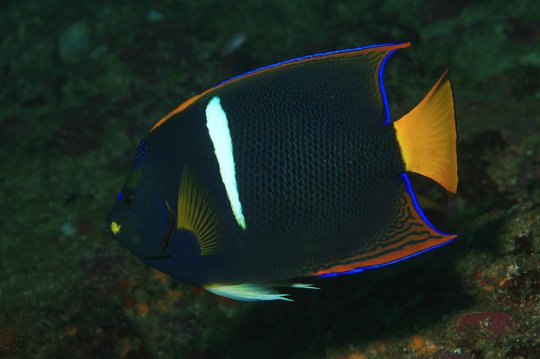 The Along Hidayah Antara Ikan Tercantik Di Dunia 