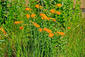  Butterfly-weed (Asclepius tuberosa)