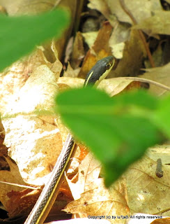 Eastern Ribbon Snake