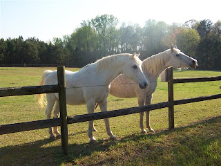 Two arabian horses