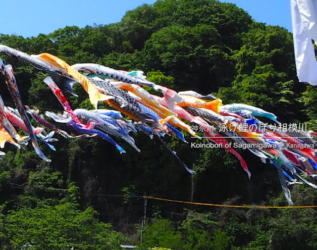 泳げ鯉のぼり相模川