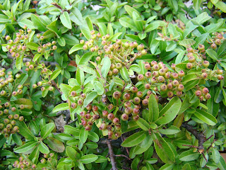 Espino de fuego o piracanta (Pyracantha coccinea M.Roem.).