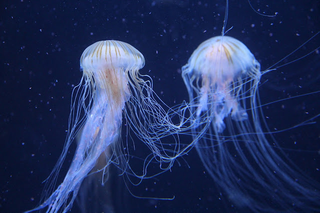 Jellyfish sea