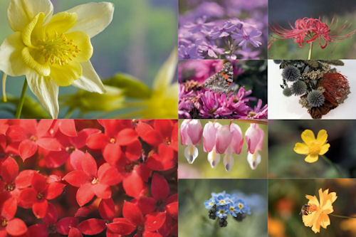 Flores de colores I (10 imágenes en Alta Definición)