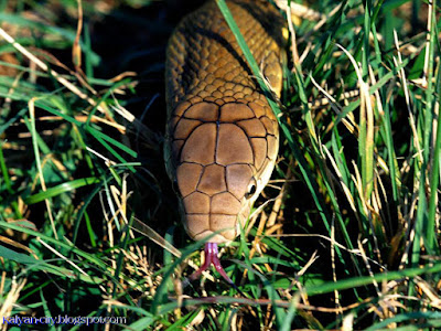 King Cobra