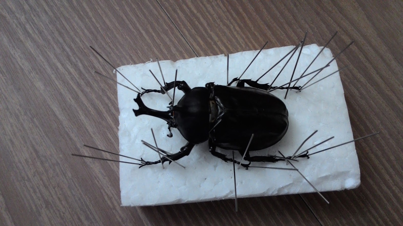 甲蟲森林 化美麗為永恆 甲蟲標本製作