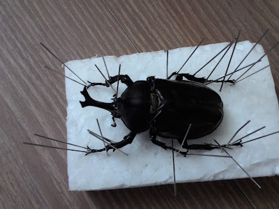 最高のコレクション 甲虫 標本 799812-甲虫標本 保存