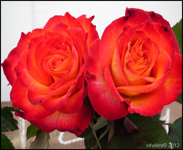 A Couple of Roses