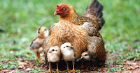 Resultado de imagem para galinhas