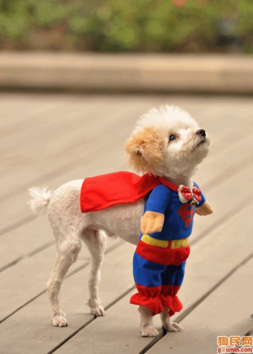 Funny Dogs In Costumes-Dresses Photos