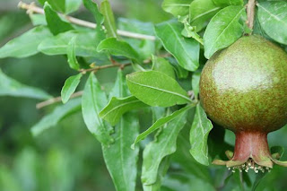 alberi da frutto