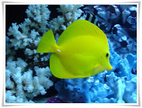 Tang Fish Animal Pictures