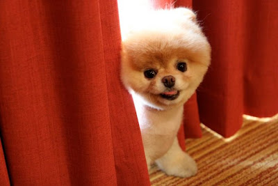 Meet Boo the Cutest Pomeranian Dog Seen On www.coolpicturegallery.us