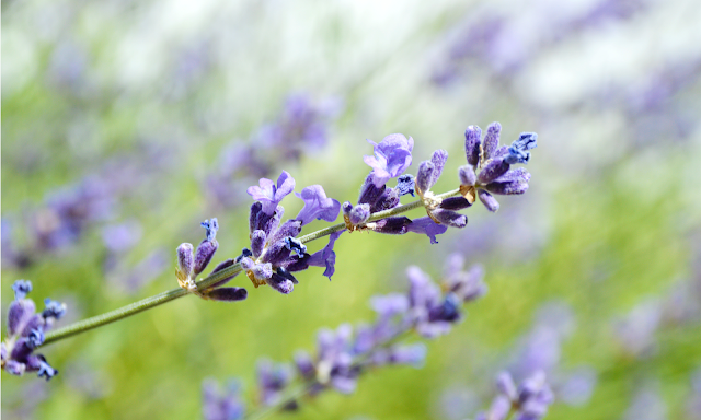 lavender blossoms flowers