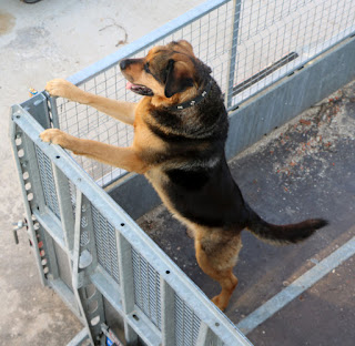 Rambo confined to his trailer