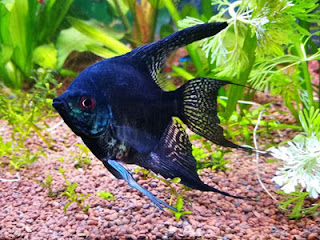 Black Lace Angelfish