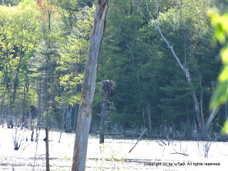 Osprey Nest