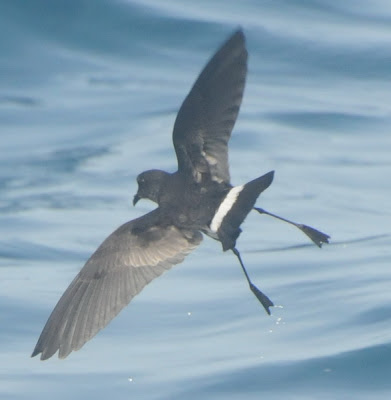 New Zealand Storm Petrel (Oceanites maorianus)