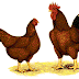 Memelihara Perkembangan Ayam