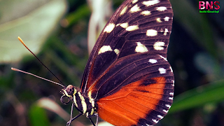 peacock butterfly wallpaper HD quality pictures ,Brown peacock butterfly,Common Peacock butterfly,Peacock butterfly facts,Peacock butterfly life cycle,Peacock butterfly pictures,Peacock butterfly lifespan,White Peacock butterfly,Butterfly hashtags 2020,Peacock Quotes, peacock butterfly wathsapp status, peacock butterfly Good morning wishingGood morning wishing, Butterfly hashtags 2021,Peacock Painting Quotes,Monarch butterfly migration, butterfly effect, butterfly status instagram facebook, ,