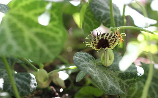 Aristolochia Fimbriata Flowers Pictures